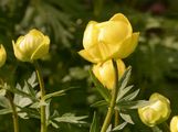 Globeflower - Trollius europaeus L.