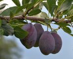 Prunus domestica (Gewöhnliche Pflaume) - Früchte
