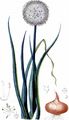 Onion - Allium cepa L.