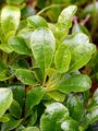 Arctic Bearberry - Arctostaphylos alpinus (L.) Spreng.