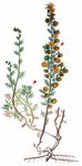 Felsen-Beifuß - Artemisia rupestris L. 