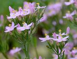 Common Centaury - Centaurium erythraea Rafn