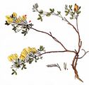 Clustered Broom - Cytisus hirsutus L.