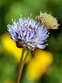 Sheep's-Bit - Jasione montana L.