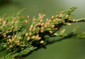 Stink-Wacholder - Juniperus sabina L.