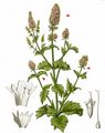 Spear Mint - Mentha spicata L.