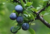 Blackthorn - Prunus spinosa L.