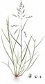 Northern Saltmarsh-Grass - Puccinellia capillaris (Lilj.) Jansen