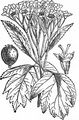 Wild Service-Tree - Sorbus torminalis (L.) Crantz