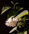 Gewöhnlicher Flieder - Syringa vulgaris L.