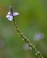 Gewöhnliches Eisenkraut - Verbena officinalis L.