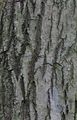 Salix alba (Silber-Weide) - Borke