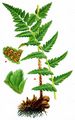 Crested Buckler-Fern - Dryopteris cristata (L.) A. Gray