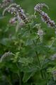 Ähren-Minze - Mentha spicata L.