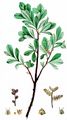 Bog-Myrtle - Myrica gale L.