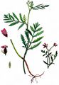 Breitblättrige Turgenie - Turgenia latifolia (L.) Hoffm.