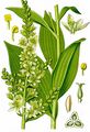 False Hellebore - Veratrum album L.