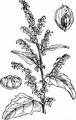 Garden Orache - Atriplex hortensis L.