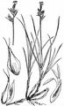 Sand Sedge - Carex arenaria L.