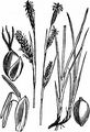 Carnation Sedge - Carex panicea L. 