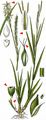Thin-Spiked Wood-Sedge - Carex strigosa Huds. 