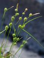 Späte Gelb-Segge - Carex viridula Michx.