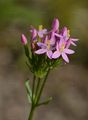 Lesser Centaury - Centaurium pulchellum (Sw.) Druce