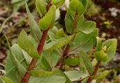 Orpine - Hylotelephium telephium (L.) H. Ohba