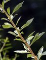 Duke Of Argyll's Teaplant - Lycium barbarum L.