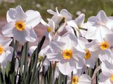 Garten-Narzisse - Narcissus poeticus L.