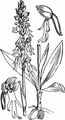 Man Orchid - Orchis anthropophora (L.) All.