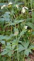 Platanenblättriger Hahnenfuß - Ranunculus platanifolius L.