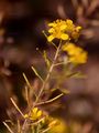 Creeping Yellow-Cress - Rorippa sylvestris (L.) Besser