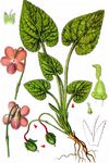 Rauhhaariges Veilchen - Viola hirta L. 