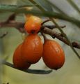 Hippophae rhamnoides (Gewöhnlicher Sanddorn) - Früchte