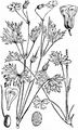 Long-Stalked Crane's-Bill - Geranium columbinum L.