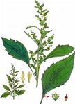 Spitzblättriges Schlagkraut - Iva xanthiifolia Nutt. 