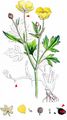 Creeping Buttercup - Ranunculus repens L. 