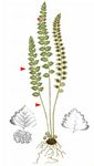 Grüner Streifenfarn - Asplenium viride Huds. 