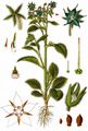 Borage - Borago officinalis L.