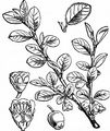 European Cotoneaster - Cotoneaster integerrimus Medik.