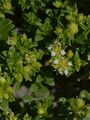 Sea Sandwort - Honckenya peploides (L.) Ehrh.