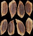 Geflügelte Samen von Syringa vulgaris (Gewöhnlicher Flieder)