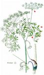 Berg-Haarstrang - Peucedanum oreoselinum (L.) Moench 
