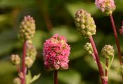 Small Burnet - Sanguisorba minor Scop.