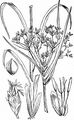 Wood Club-Rush - Scirpus sylvaticus L.