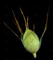 Yellow Bristle-Grass - Setaria pumila (Poir.) Roem. & Schult.