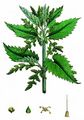 Common Nettle - Urtica dioica L.