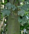 Sycamore - Acer pseudoplatanus L.