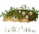 Fringed Sandwort - Arenaria ciliata L.